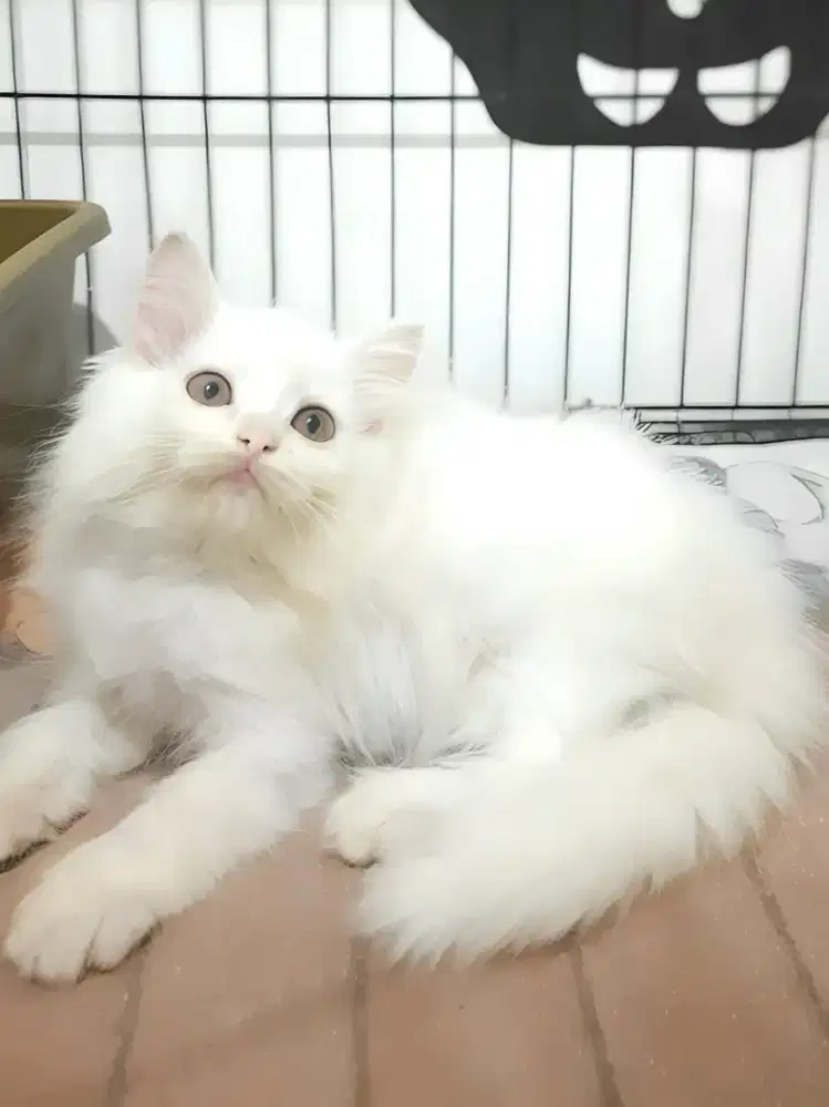 Kucing persia betina