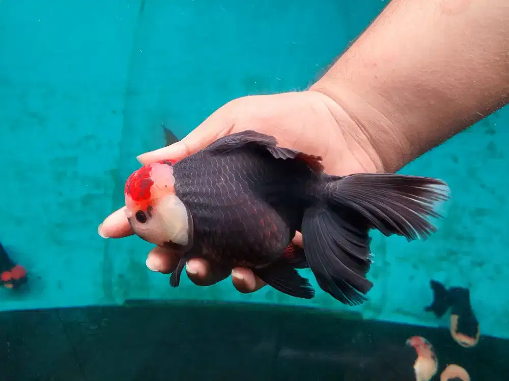 Ikan Mas Koki Oranda 3 Color Size 18 Cm