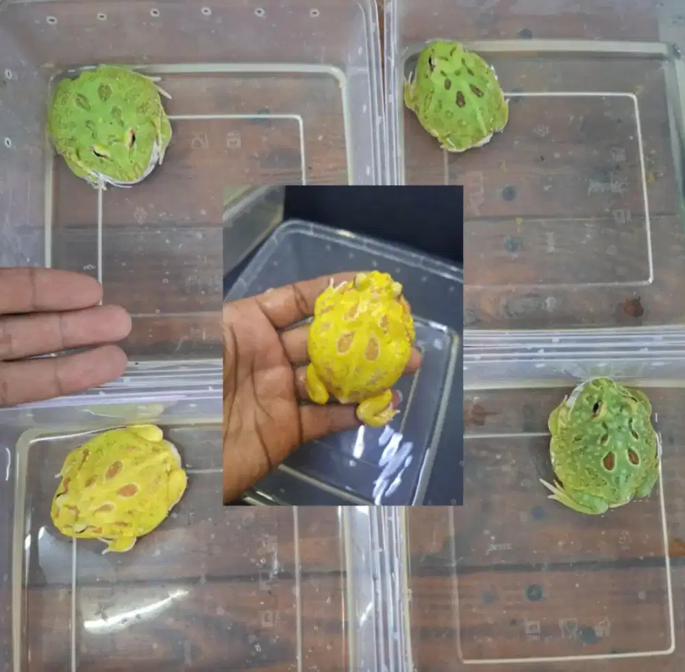 Pacman remaja sudah besar besar