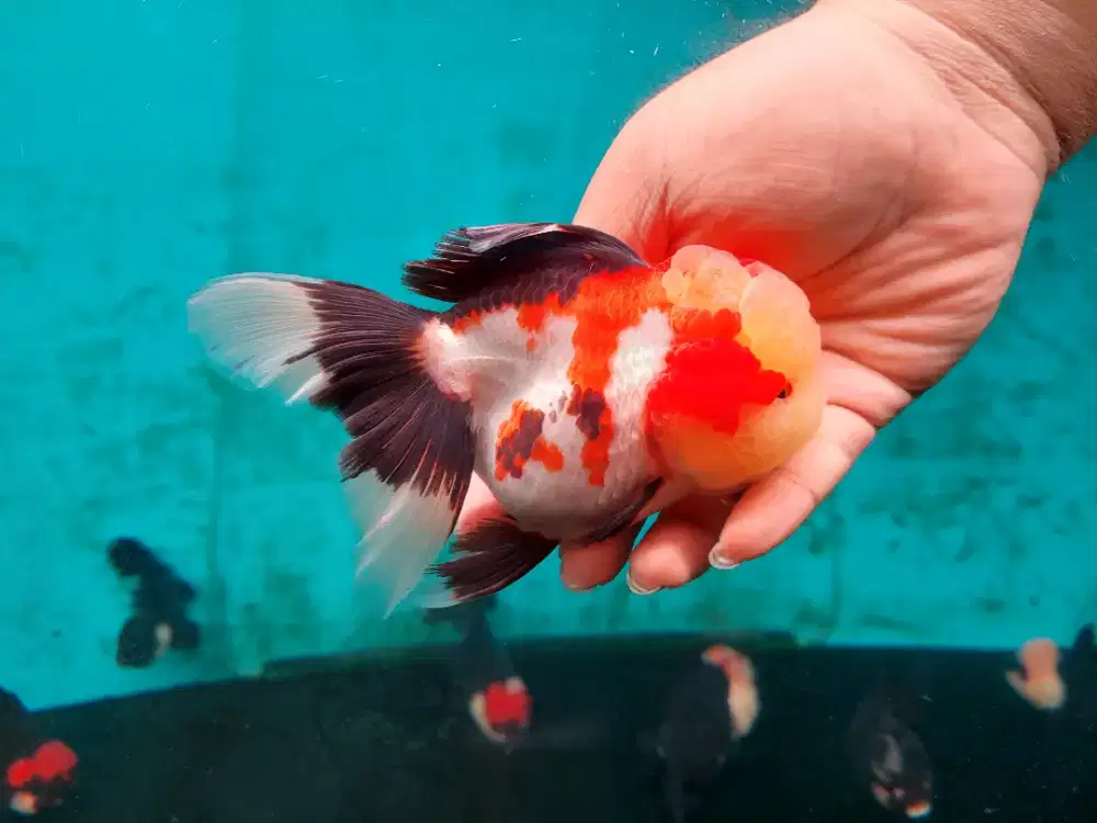 Ikan Mas Koki Oranda 3 Color Size 16 Cm