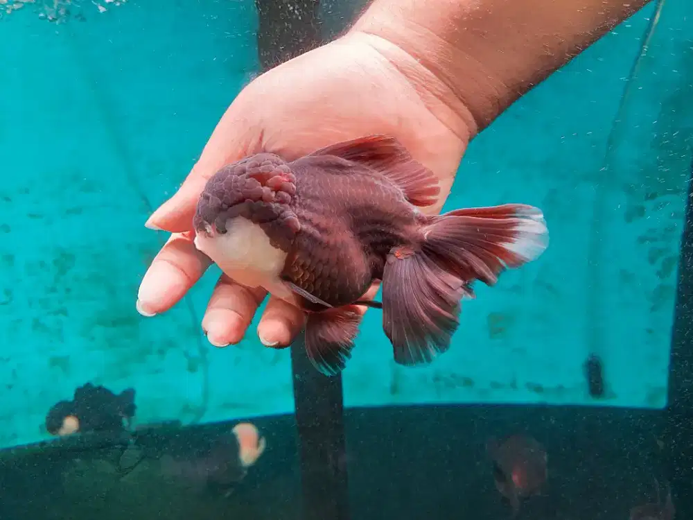 Ikan Mas Koki Oranda Panda Size 16 Cm