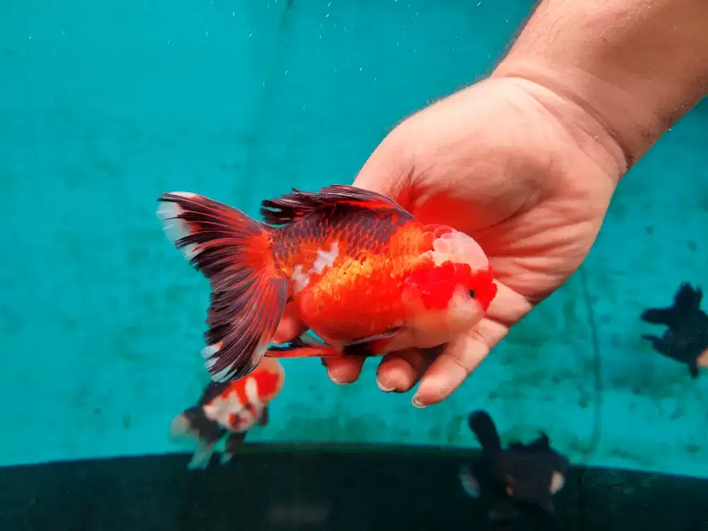 Ikan Mas Koki Oranda 3 Color Size 17 Cm