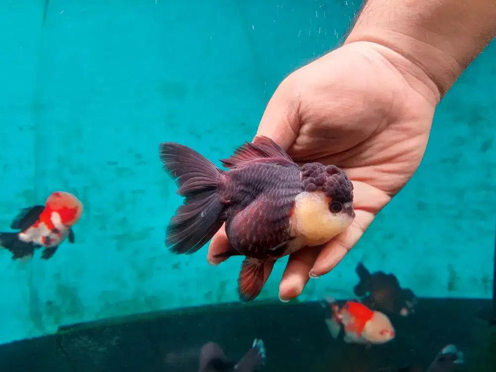 Ikan Mas Koki Oranda Panda Size 17 Cm