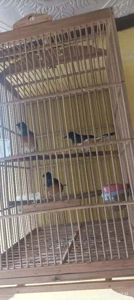 Jual murai betina 3 ekor