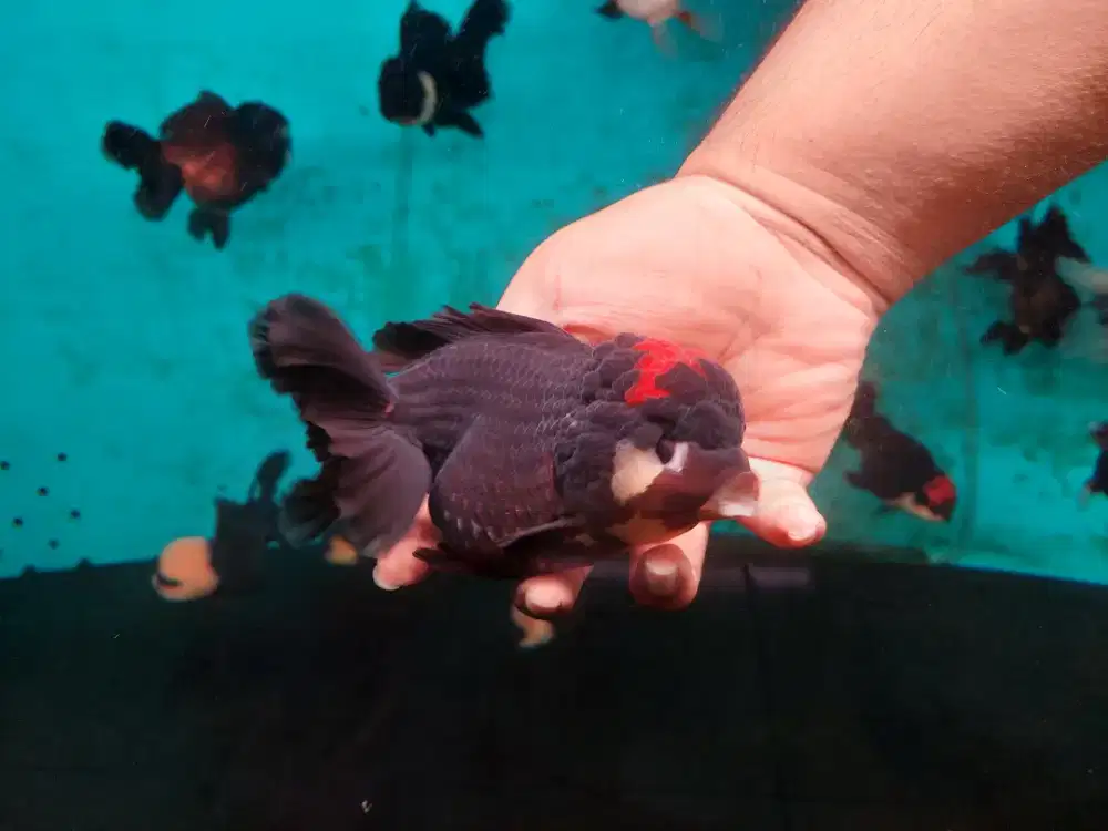 Ikan Mas Koki Oranda 3 Color Size 18 Cm