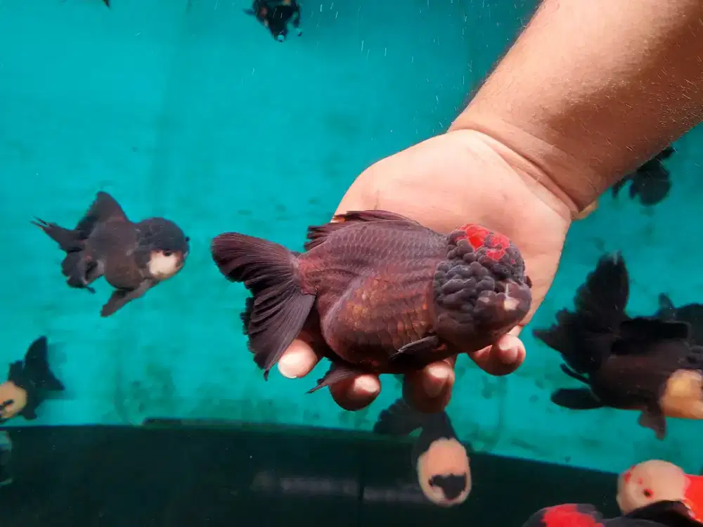 Ikan Mas Koki Oranda 3 Color Size 18 Cm