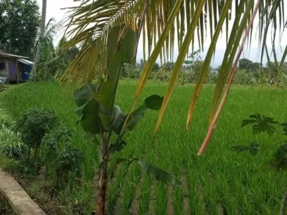 Jual Sawah Strategis Cianjur Jalan Tower Luas 2000m Pinggir Jalan AJB