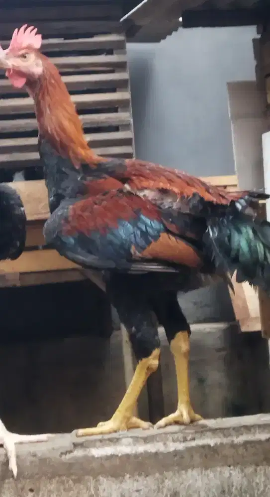 Ayam Pelung janggaran