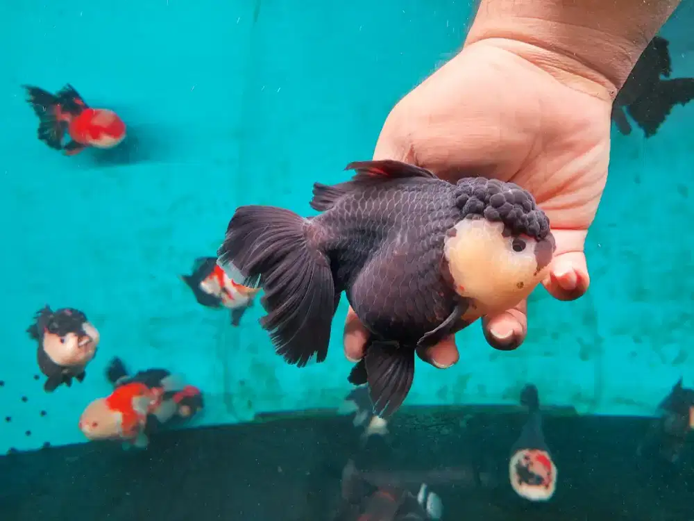 Ikan Mas Koki Oranda Panda Size 17 Cm