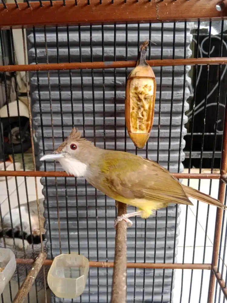 Cucak Jenggot Jawa Masteran Gacor