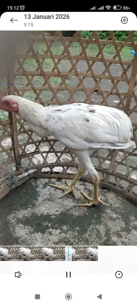 Jual ayam sangkur