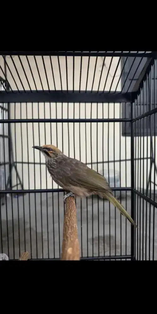 Cucak rowo Ternakan sendiri DNA Jantan