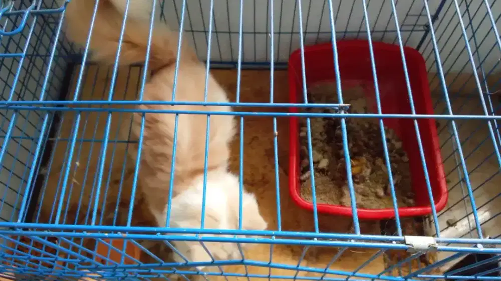 Jasa membersihkan kandang kucing