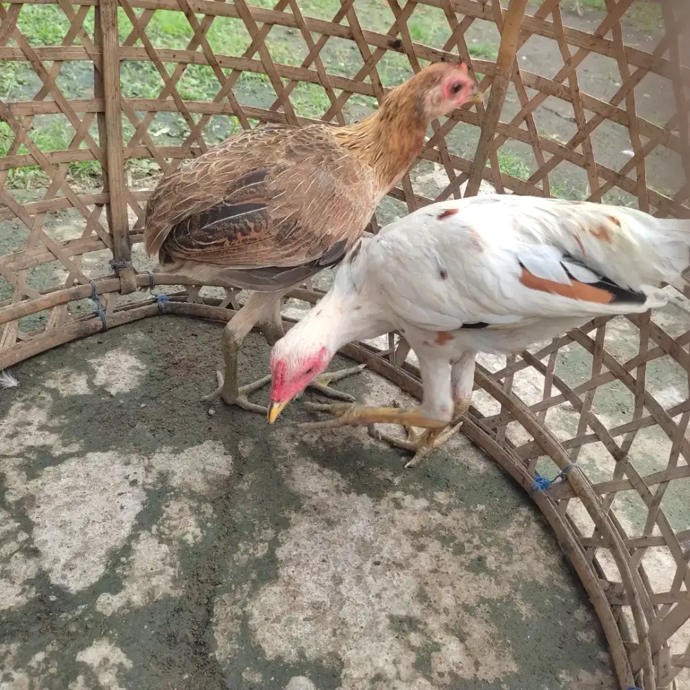 Jual ayam  di denpasar