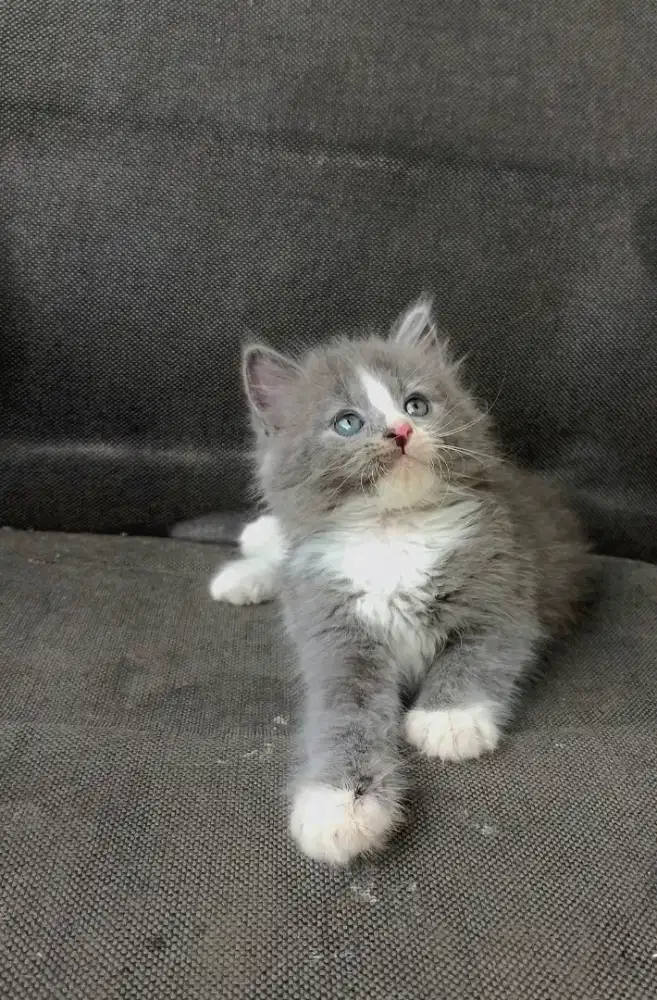 Kitten Persian longhair