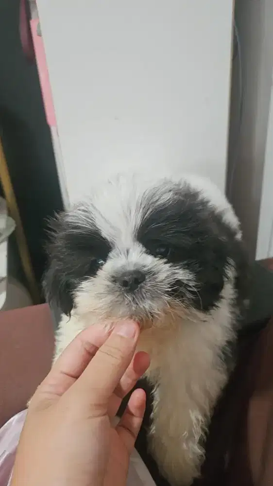 Open adop anjing shitzu umur 2 bulan