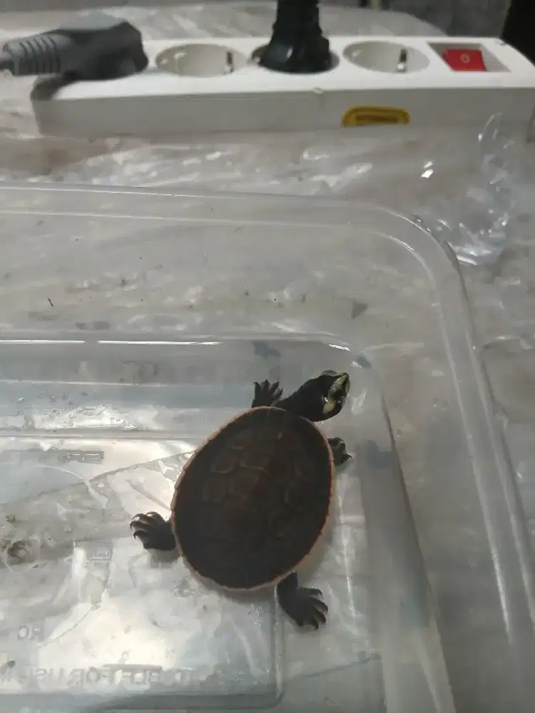 Kura kura damer dada merah jinak