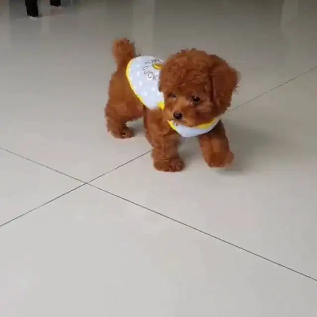 Dijual red toy poodle