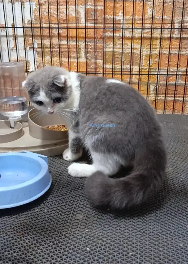 Kucing Scottish Fold Blue Bicolor Jantan 5 bulan Parent Pedigree