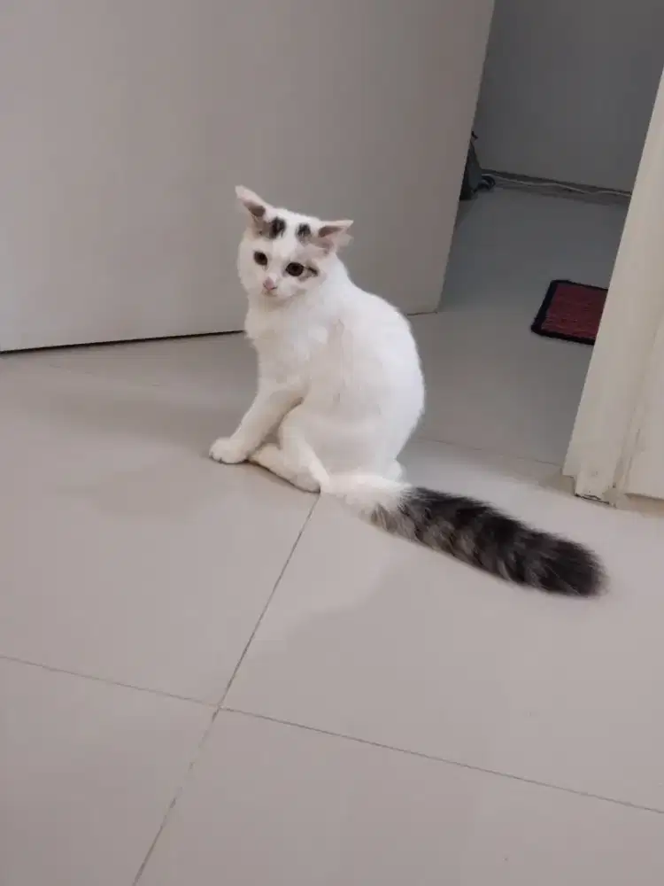 Anakan anggora jantan