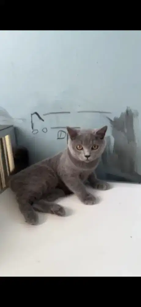 Kucing bsh pure blue solid nego