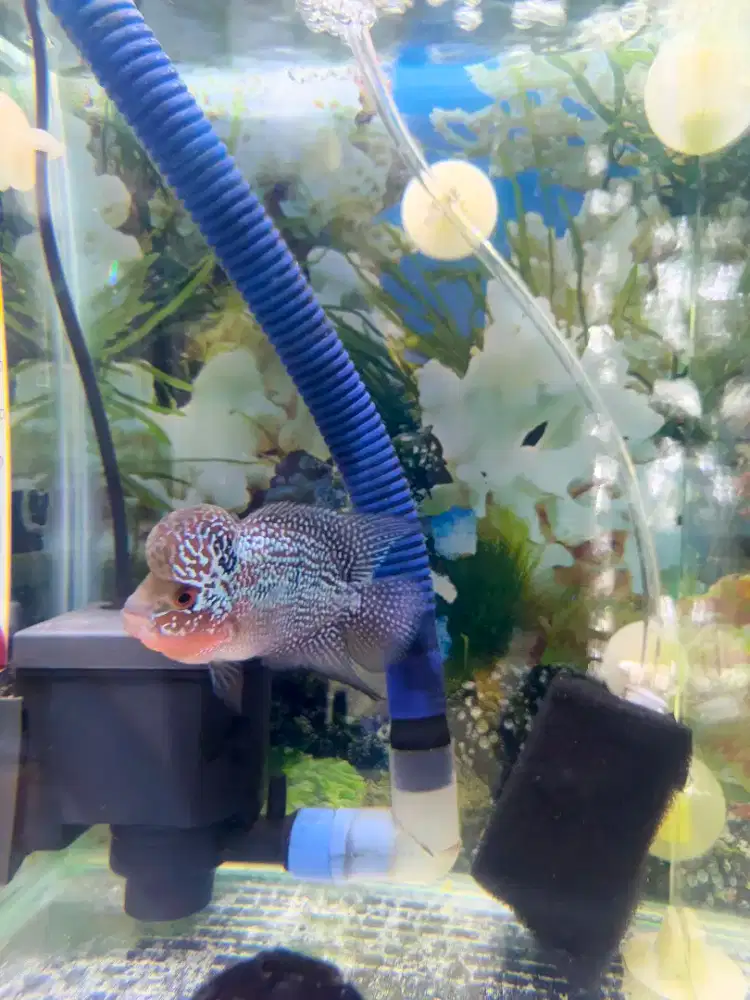 Ikan Louhan SRD (Kepala Jenong dan Dada Merah)