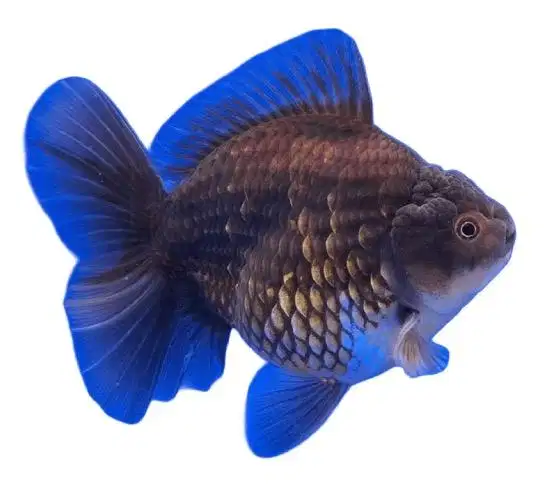 Ikan Mas Koki Oranda Black Gold Series