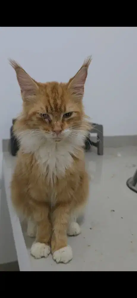 Maincoone pure jantan 10 bulan