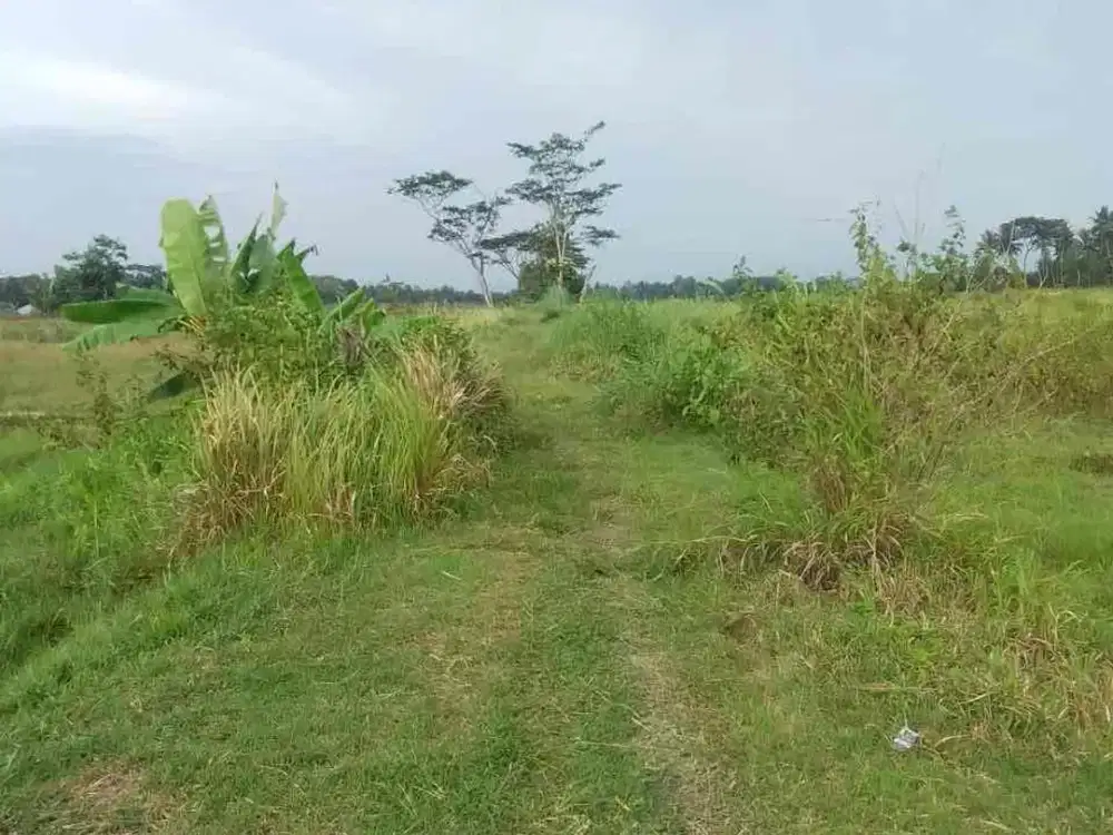 Dijual Murah Tanah Sawah di Minggir Sleman