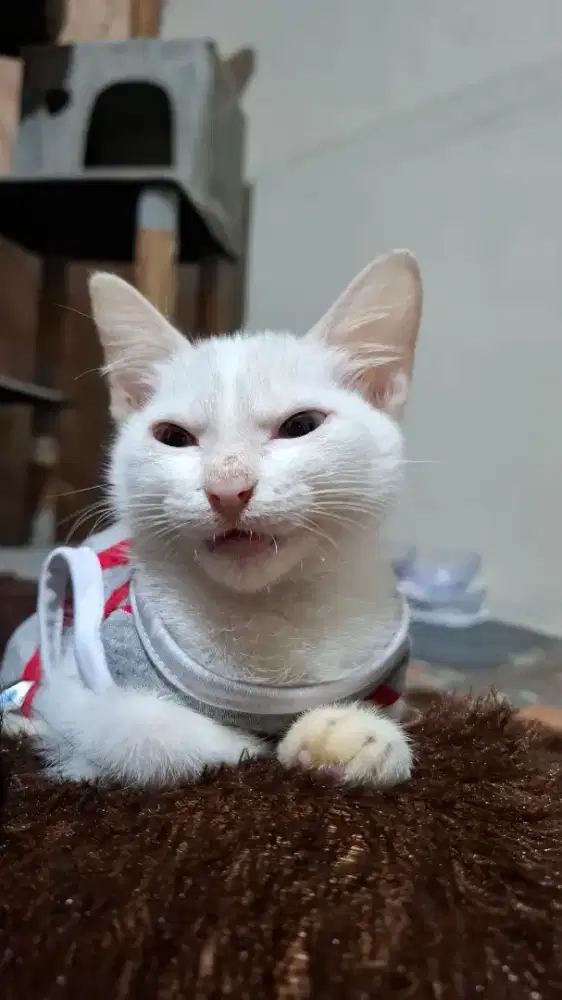 Kucing Jantan Odd Eye