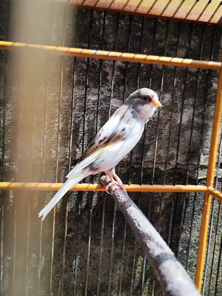 Kenari Afs rasa F1 Rasmi pejantan isi