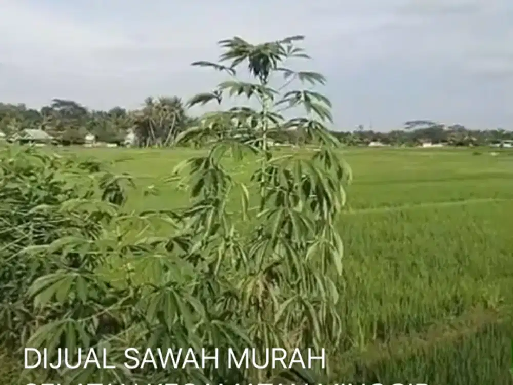 Dijual Sawah Murah Di Minggir Sleman
