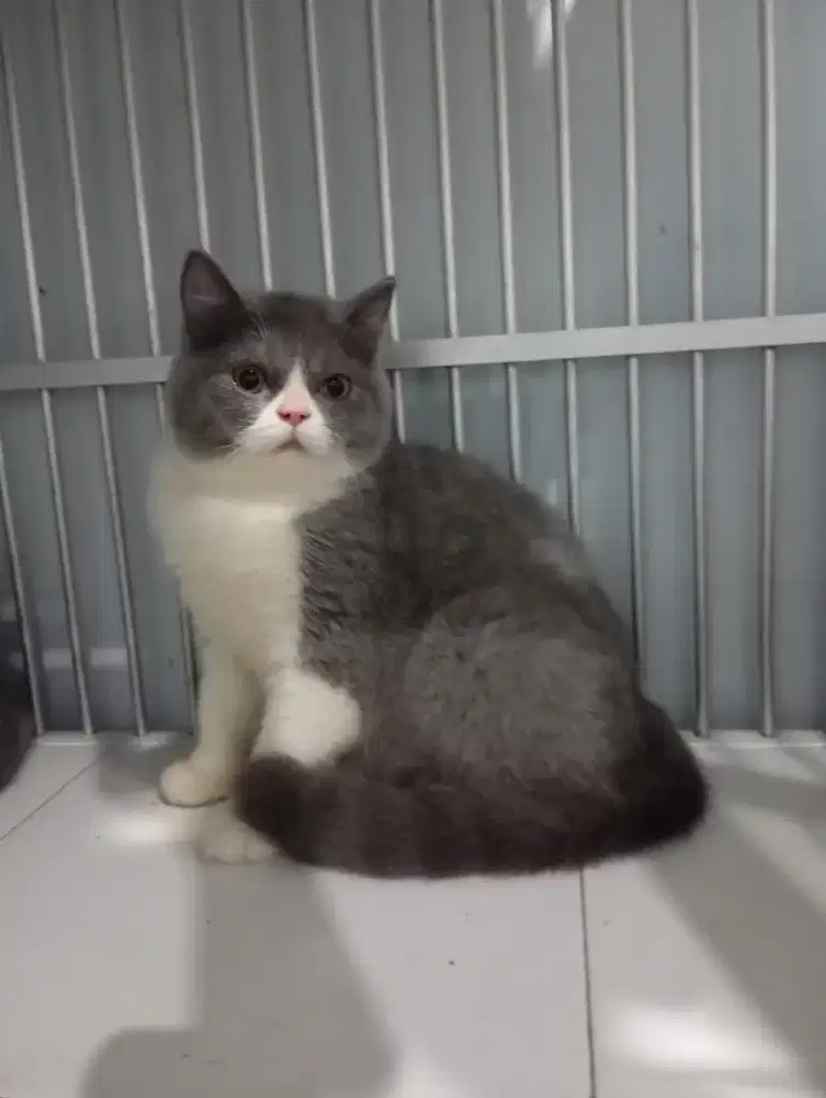 BRITISH SHORTHAIR/BSH