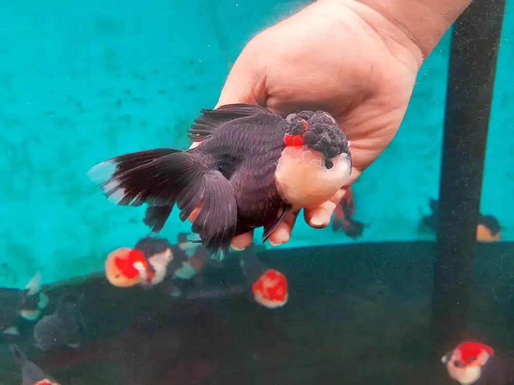 Ikan mas koki Oranda 3 color size 17 Cm