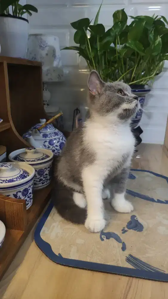 Bsh bicolor 3 bulan jantan