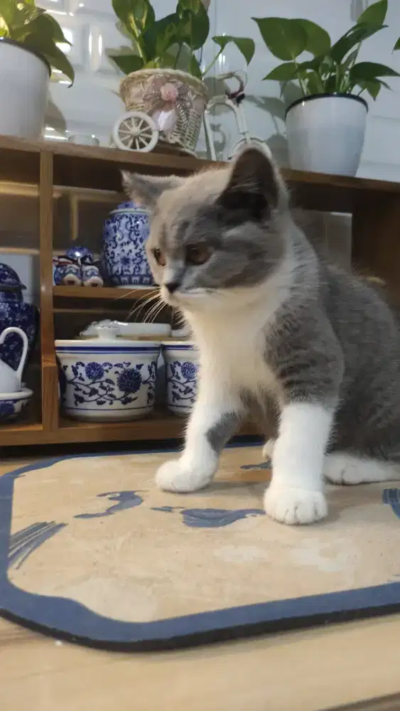 Bsh bicolor 3 bln betina