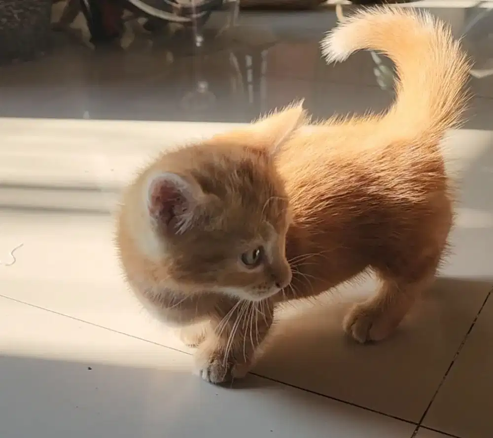 Monskins orens jantan