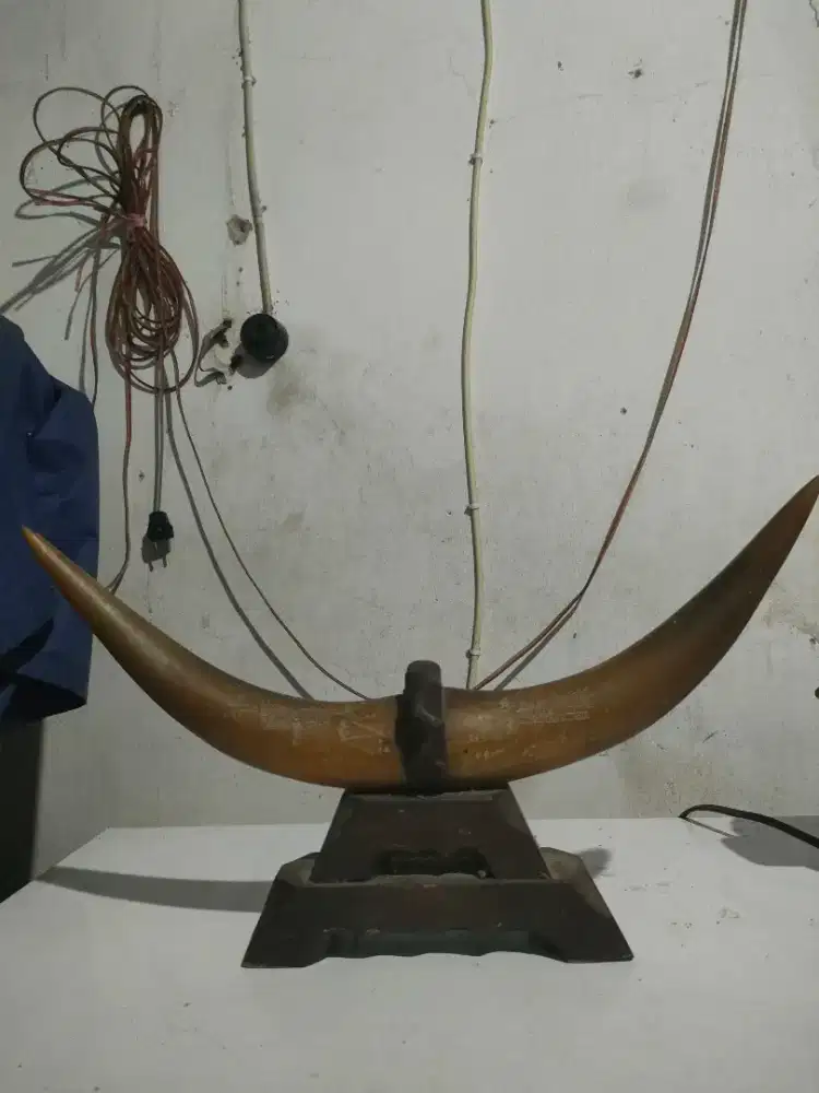 Tanduk kerbau bule kebo