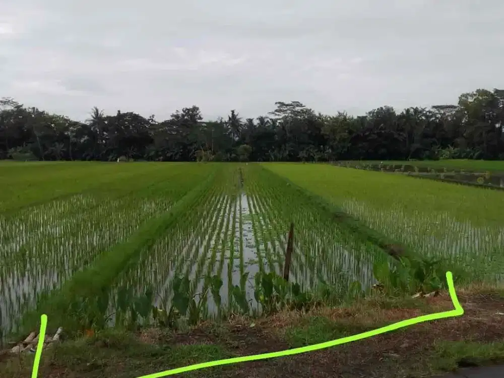 Dijual Tanah Sawah di Sidorejo Godean