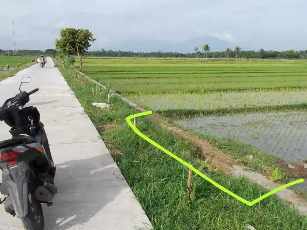 Dijual Tanah Sawah Murah Dekat Kantor Kelurahan Moyudan