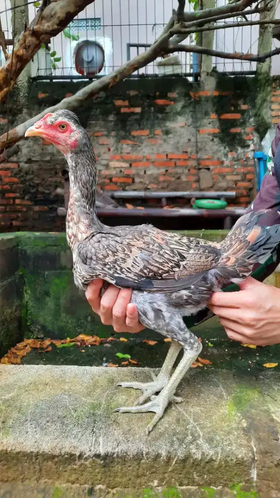 Ayam Betina Pama Bulbi