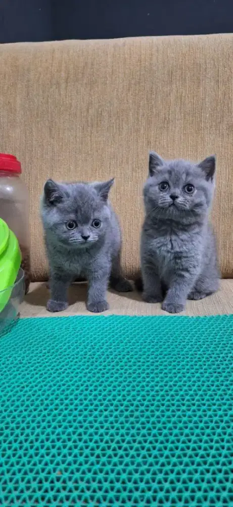 British shorthair kitten