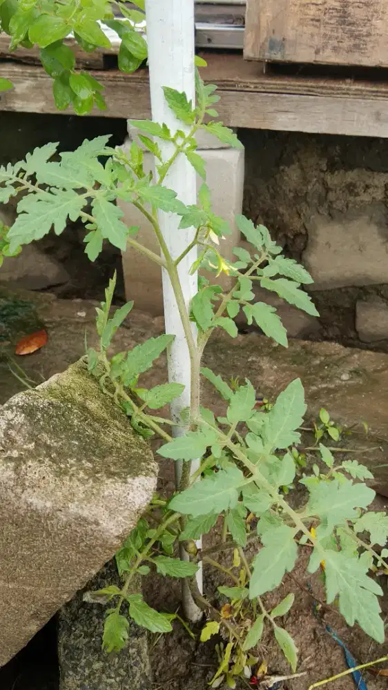 Cari pekerjaan bisa di bawa kerumah