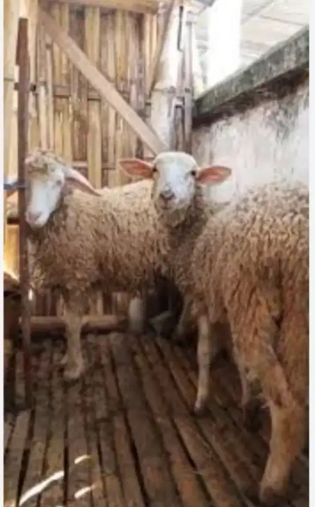 Domba/Kambing Gimbal