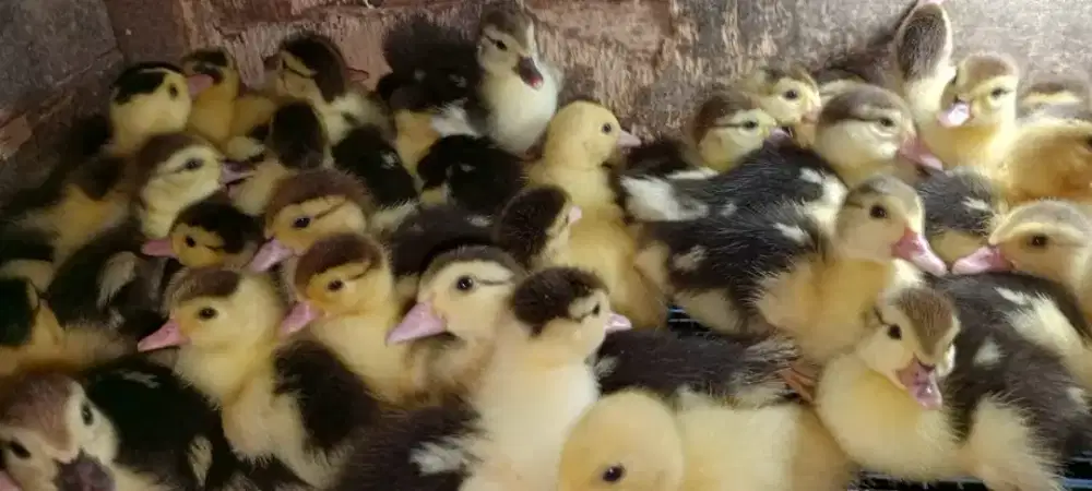 ANAK ENTOK LOKAL DAN JUMBO