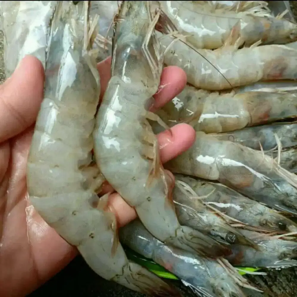 UDANG SEGAR FREE ONGKIR