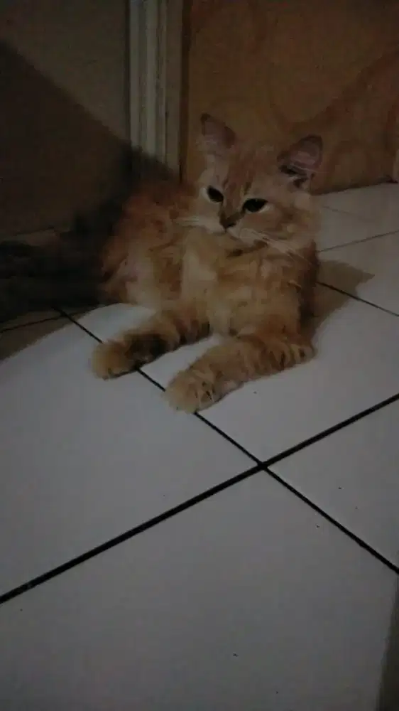 Kucing Persia anggora