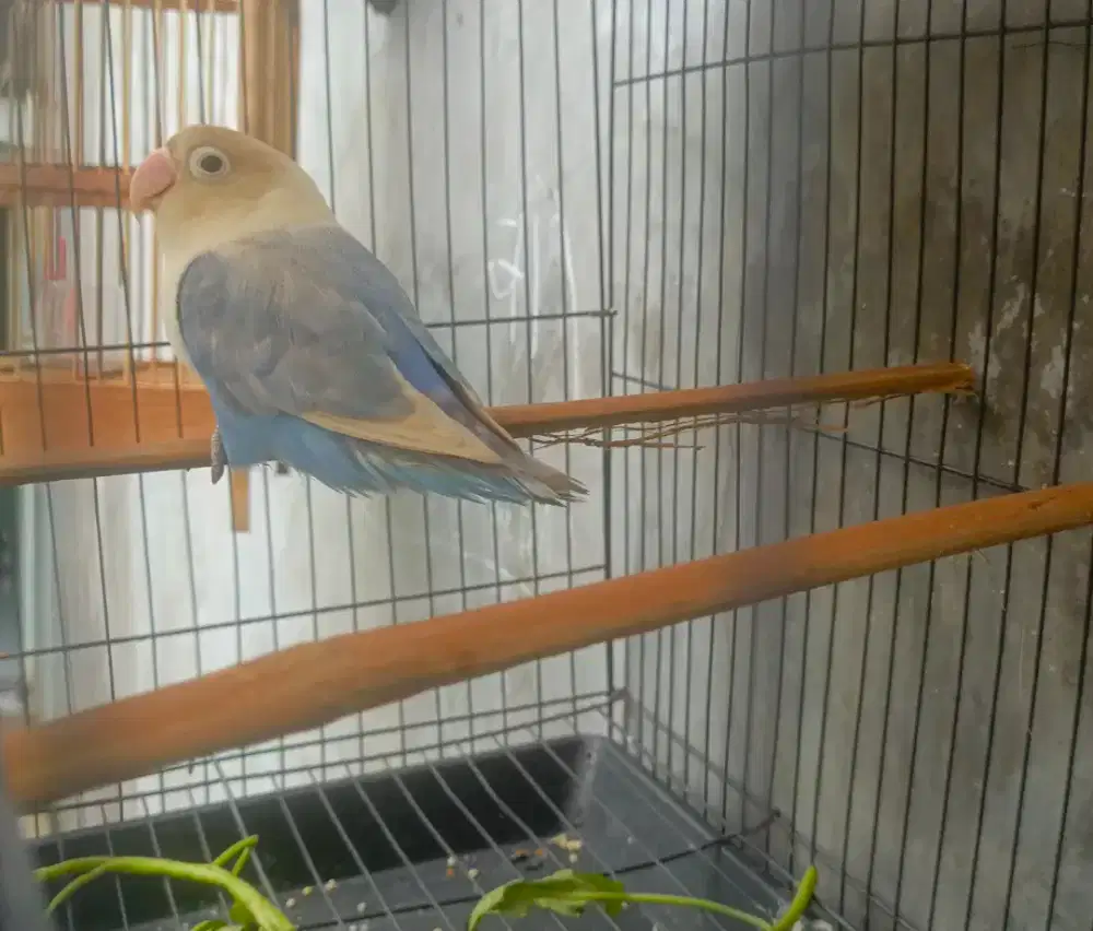 Lovebird blue ice betina