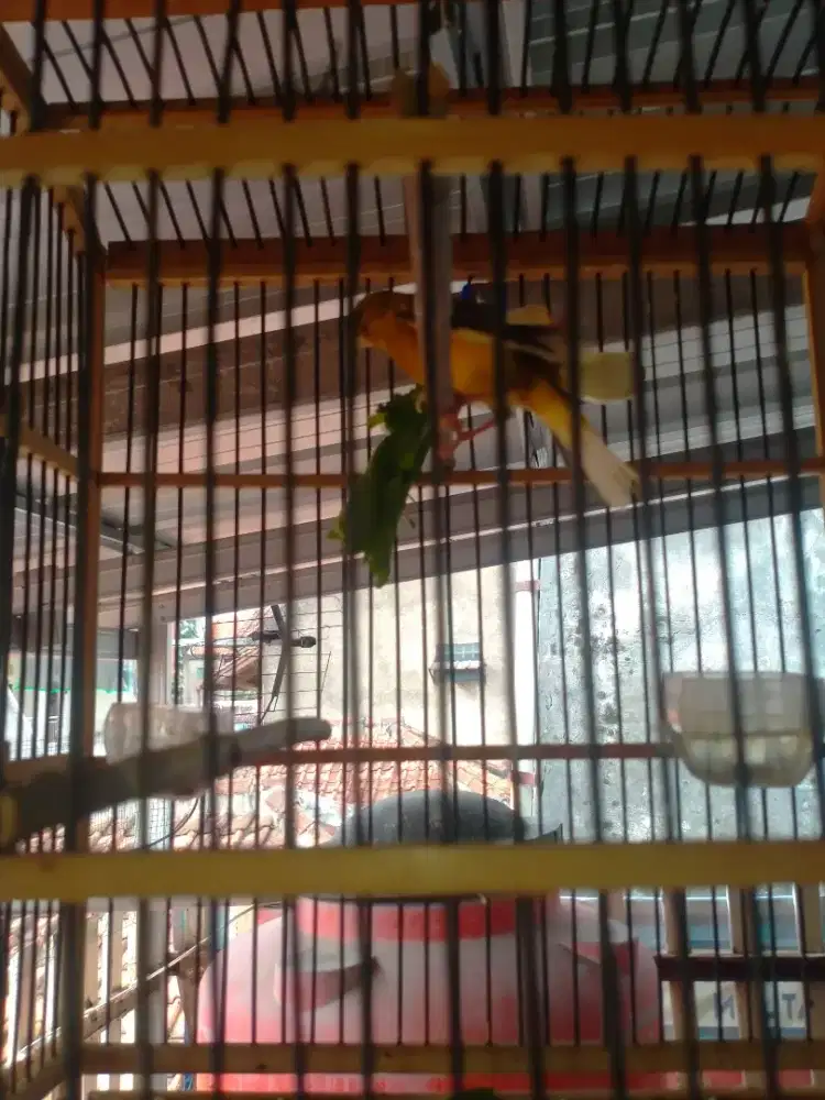 Burung kenari sehat gacor