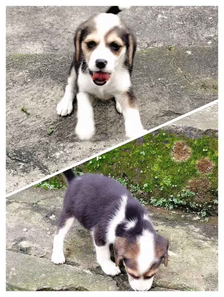Beagle betina non stb